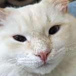 Angelo