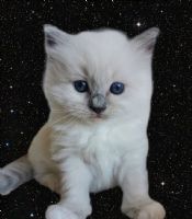 Priscilla