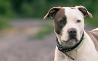 Allevamento Amstaff Villa Selen