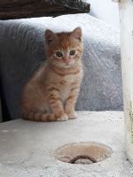 Giacomo