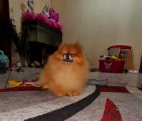 Tania