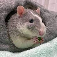 The Fancy Rat