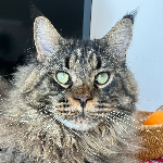 Veronica Salvalaglio