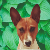 Danilo