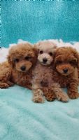 Lovely Dream Poodle 