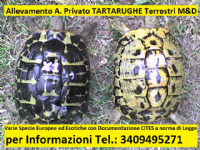 Allevamento Tartarughe Terrestri M&d