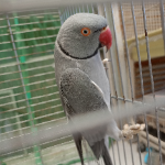 Maya