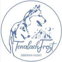 Ilaria Fresia - Tenalachfrost Siberian Husky 