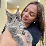 Gatti Maine Coon In Adozione