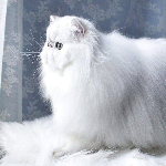 Rosa Argentata Cattery