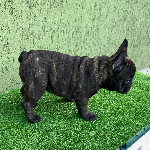 Luciano 