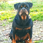 Matteo 