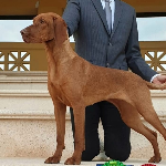 Gualtiero 