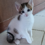 Houda