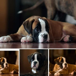Boxer Dell'arco Adriano 