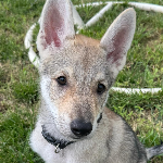 Vincenzo 