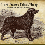 Lord Scott's Blacksheep