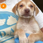 Leidaa Margherita Di Savoia