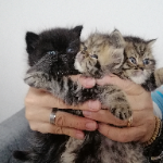 Chiara E Fabio
