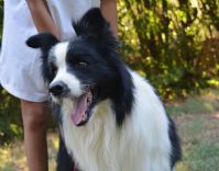 Border Collie Conte