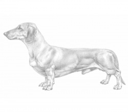 Razza Bassotto (Cani)