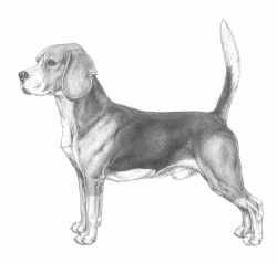 Razza Beagle (Cani)