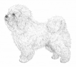 Razza Bolognese (Cani)