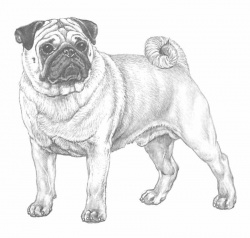 Razza Carlino (Cani)