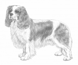 Cavalier King | Tutto sulla razza