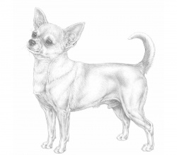 Razza Chihuahua (Cani)