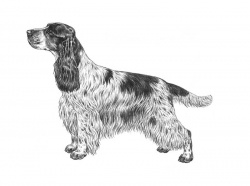 Razza Cocker (Cani)