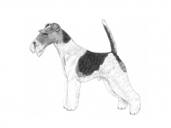 Razza Fox Terrier (Cani)