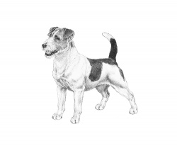 Razza Jack Russel (Cani)