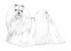 Razza Maltese (Cani)