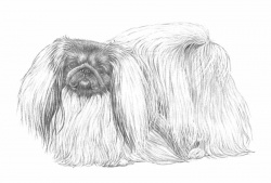 Razza Pechinese (Cani)