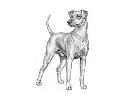 Razza Pinscher (Cani)