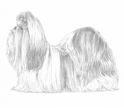 Razza Shitzu (Cani)