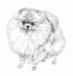 Volpino Pomerania | Tutto sulla razza