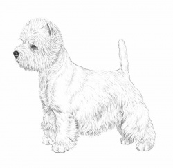 Razza West Highland (Cani)
