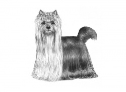 Razza Yorkshire (Cani)