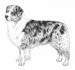 Razza Australian Shepherd (Cani)