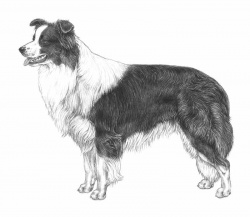 Border Collie | Tutto sulla razza