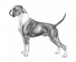 Razza Boxer (Cani)