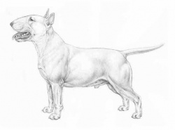Razza Bull Terrier (Cani)