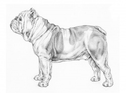 Bulldog | Tutto sulla razza