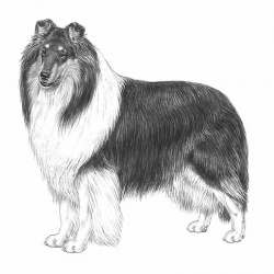 Collie | Tutto sulla razza