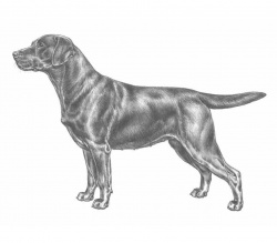 Razza Labrador (Cani)