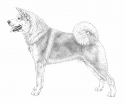 Razza Akita Inu (Cani)