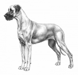 Razza Alano (Cani)