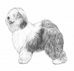 Razza Bobtail (Cani)